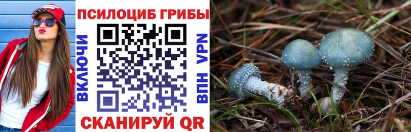 где купить   Будённовск  Псилоцибиновые грибы мухоморы 